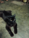 high grade Persian cat